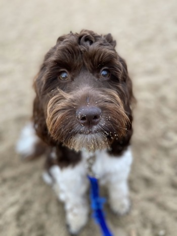 brown and white mini portidoodle